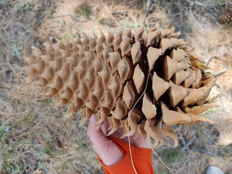 Day 3: Pine Cones and Pancakes