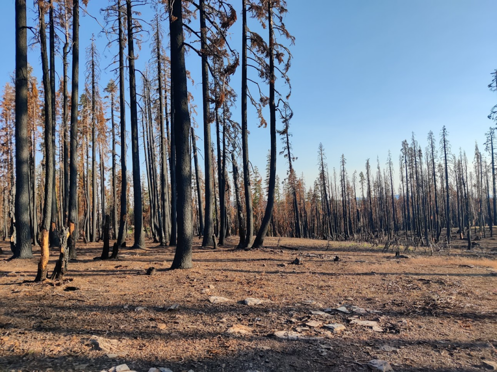 Burned trees in Northern California caused by the Dixie Fire