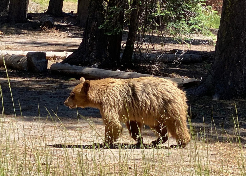 A mid-sized bear passing by our lunch spot