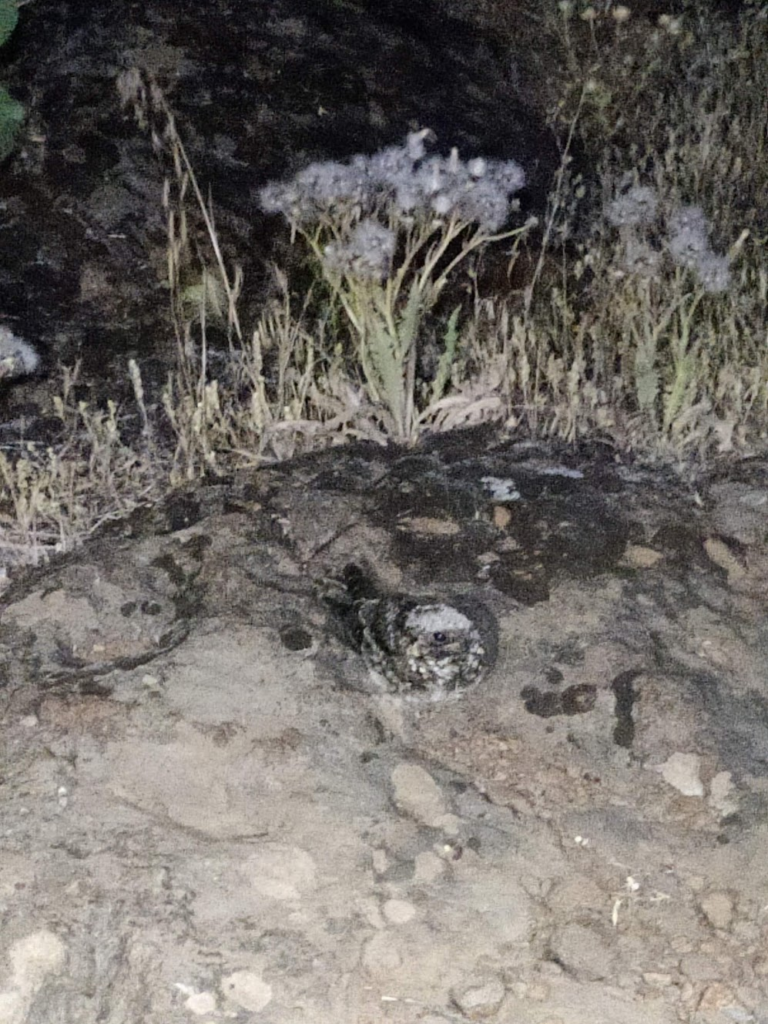 A bird we saw at night. Merlin told me it was a Common Poorwill