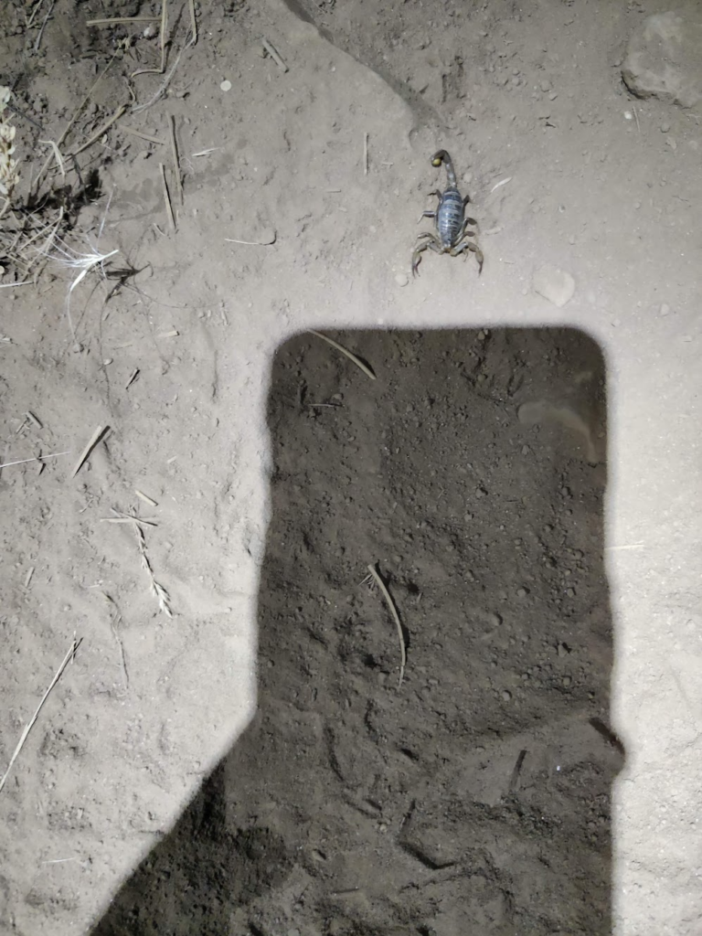 A scorpion found during night hiking