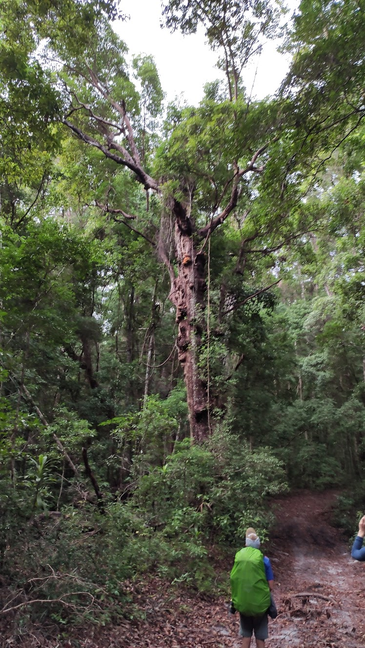 Another massive tree with a person in front of it for scale