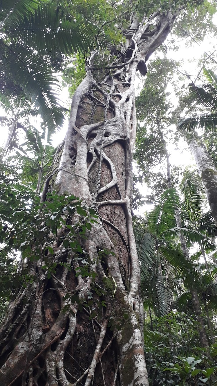 Large tree in Valley of the Giants