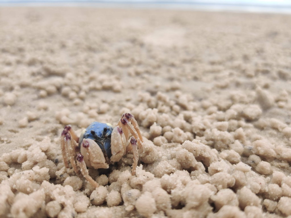 close-up of a light-blue soldier crab