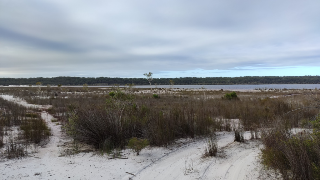 grassy terrain on the shore of a lake on Fraser Island