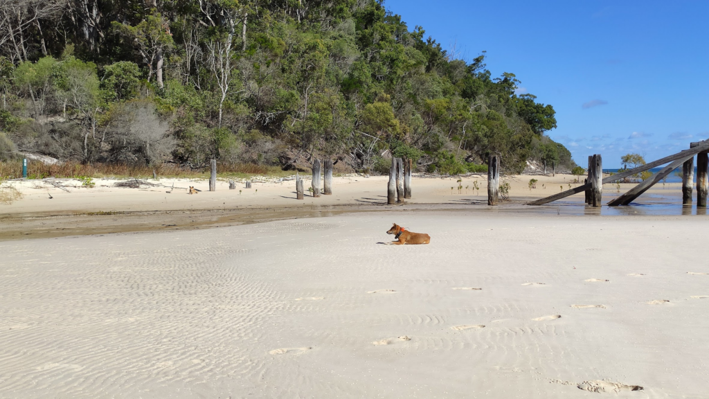 two dingoes resting on the beach