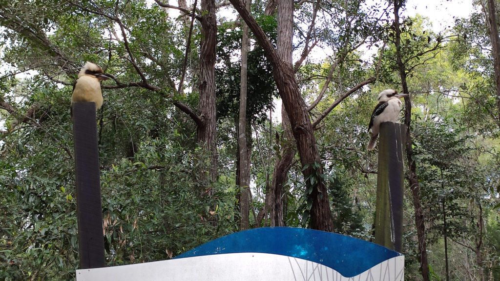 two kookaburra's sitting on poles in the forest