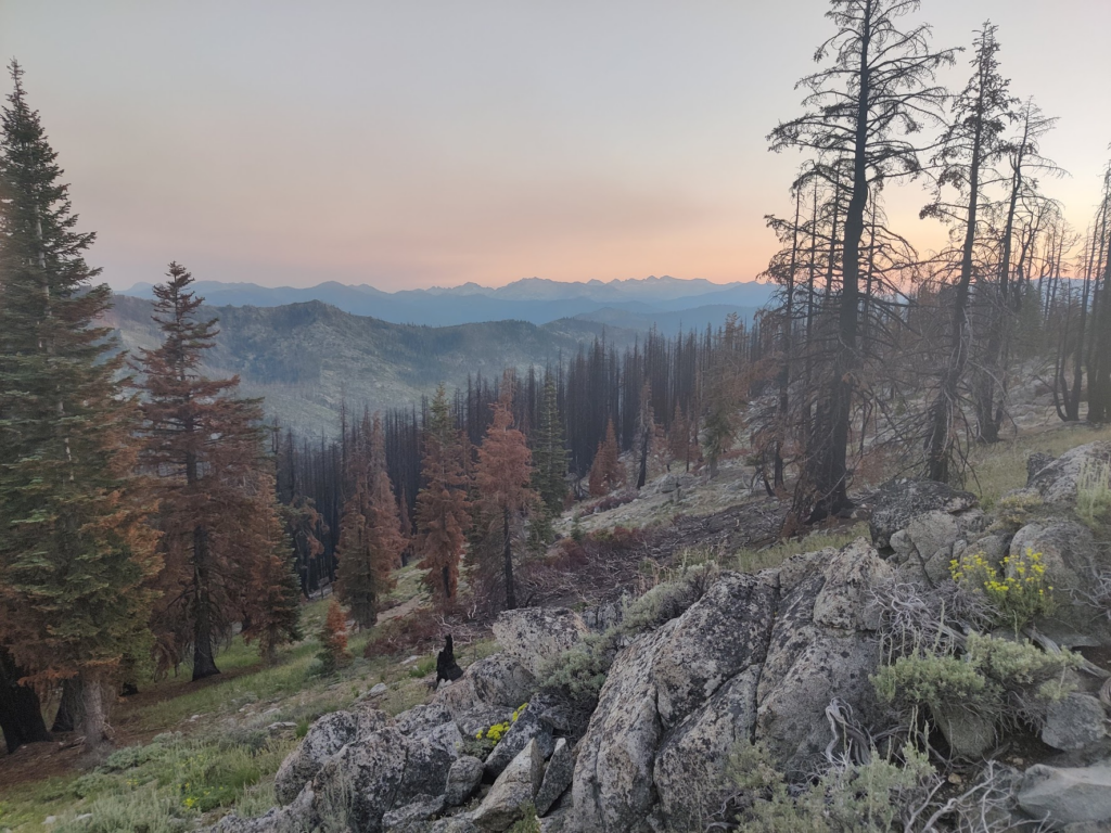 Sunset with burned trees in the front