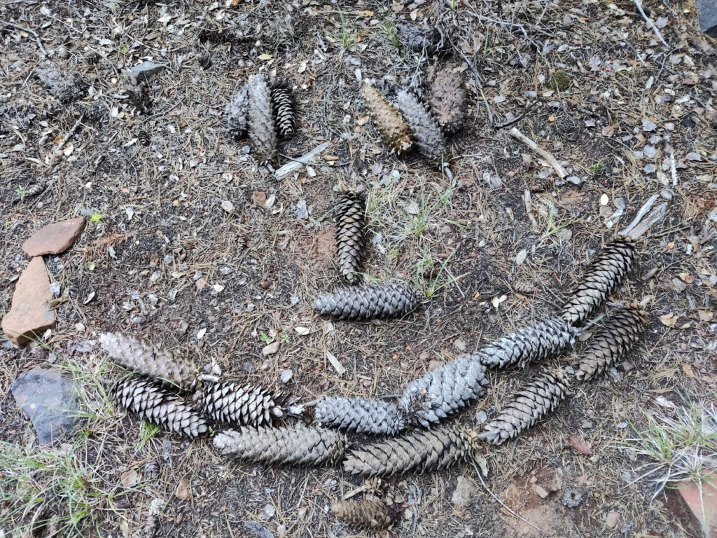 A smiley made out of pine cones.