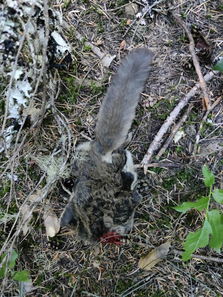 A decapitated flying squirrel