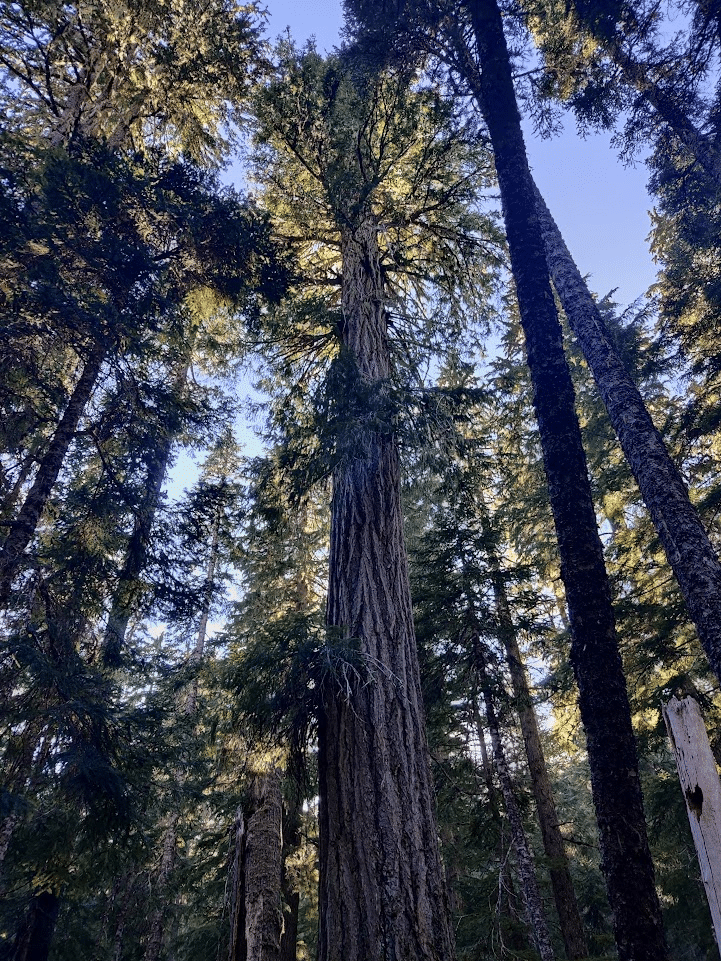 A big tree in Washington