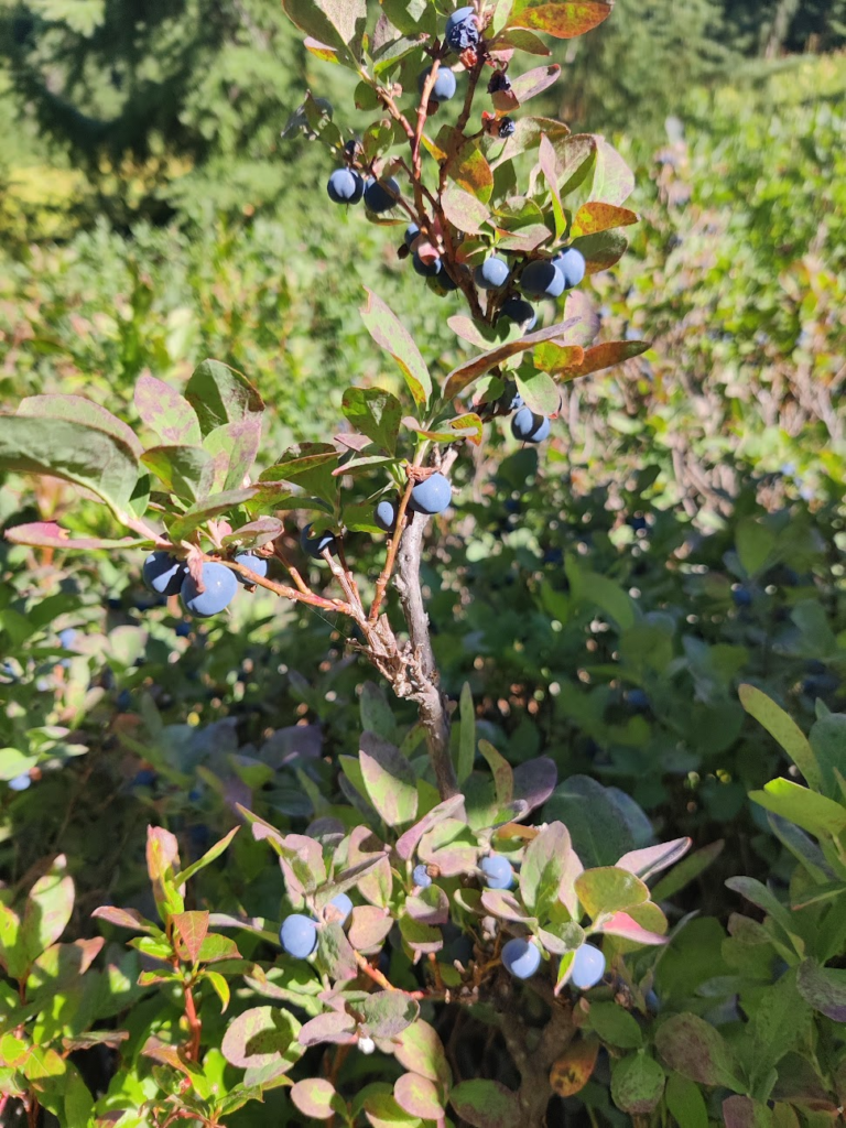 CLose up of huckleberries